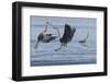 Great Blue Herons fighting over fishing spot-Ken Archer-Framed Photographic Print