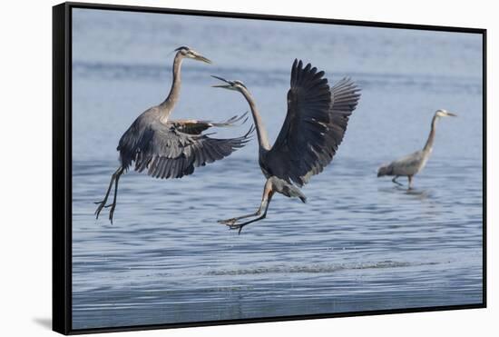 Great Blue Herons fighting over fishing spot-Ken Archer-Framed Stretched Canvas