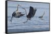 Great Blue Herons fighting over fishing spot-Ken Archer-Framed Stretched Canvas