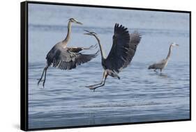 Great Blue Herons fighting over fishing spot-Ken Archer-Framed Stretched Canvas