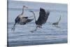 Great Blue Herons fighting over fishing spot-Ken Archer-Stretched Canvas