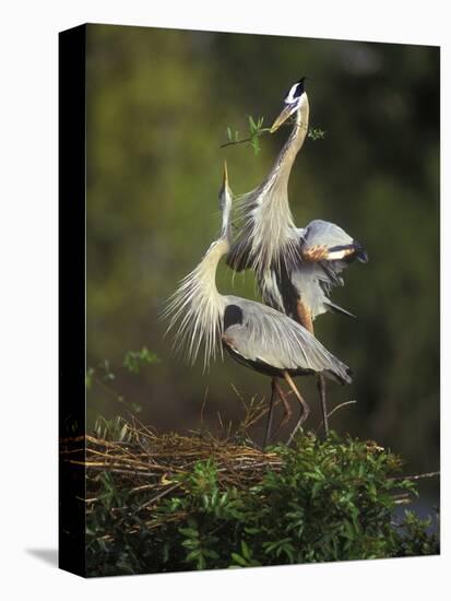Great Blue Herons in Courtship Display at the Venice Rookery, South Venice, Florida, USA-Arthur Morris-Stretched Canvas