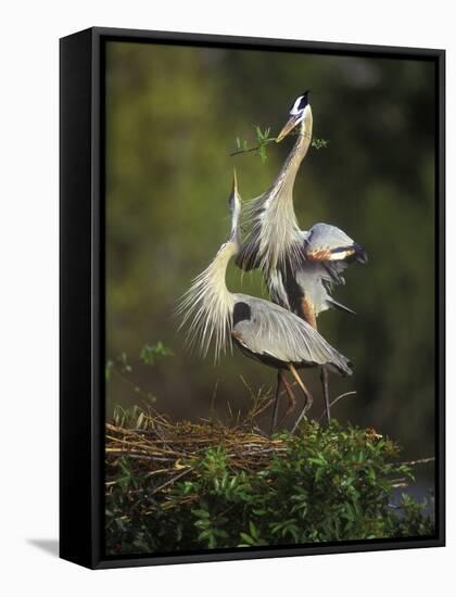 Great Blue Herons in Courtship Display at the Venice Rookery, South Venice, Florida, USA-Arthur Morris-Framed Stretched Canvas