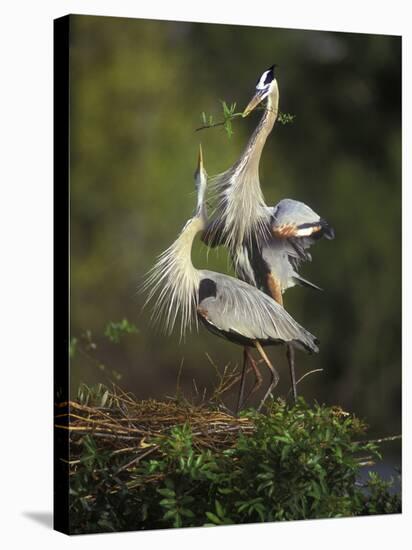 Great Blue Herons in Courtship Display at the Venice Rookery, South Venice, Florida, USA-Arthur Morris-Stretched Canvas