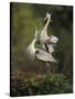 Great Blue Herons in Courtship Display at the Venice Rookery, South Venice, Florida, USA-Arthur Morris-Stretched Canvas