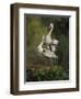 Great Blue Herons in Courtship Display at the Venice Rookery, South Venice, Florida, USA-Arthur Morris-Framed Premium Photographic Print