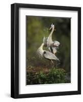 Great Blue Herons in Courtship Display at the Venice Rookery, South Venice, Florida, USA-Arthur Morris-Framed Premium Photographic Print