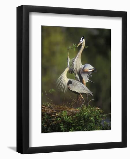 Great Blue Herons in Courtship Display at the Venice Rookery, South Venice, Florida, USA-Arthur Morris-Framed Premium Photographic Print