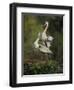 Great Blue Herons in Courtship Display at the Venice Rookery, South Venice, Florida, USA-Arthur Morris-Framed Premium Photographic Print