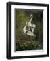 Great Blue Herons in Courtship Display at the Venice Rookery, South Venice, Florida, USA-Arthur Morris-Framed Photographic Print