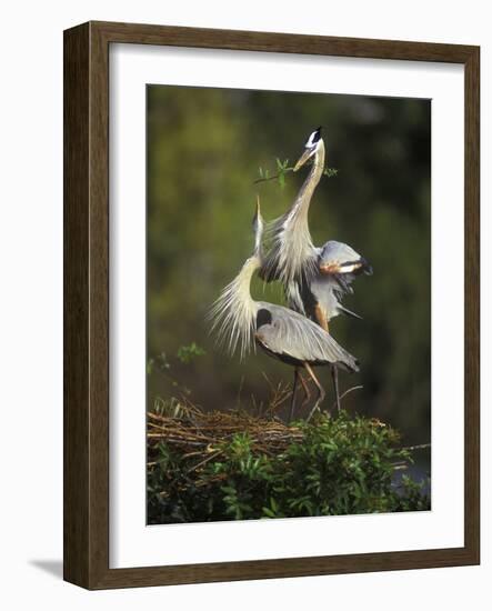 Great Blue Herons in Courtship Display at the Venice Rookery, South Venice, Florida, USA-Arthur Morris-Framed Photographic Print