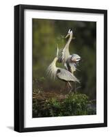 Great Blue Herons in Courtship Display at the Venice Rookery, South Venice, Florida, USA-Arthur Morris-Framed Photographic Print