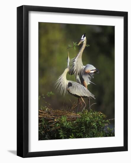 Great Blue Herons in Courtship Display at the Venice Rookery, South Venice, Florida, USA-Arthur Morris-Framed Photographic Print