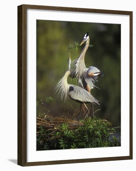 Great Blue Herons in Courtship Display at the Venice Rookery, South Venice, Florida, USA-Arthur Morris-Framed Photographic Print