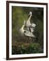 Great Blue Herons in Courtship Display at the Venice Rookery, South Venice, Florida, USA-Arthur Morris-Framed Photographic Print