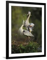 Great Blue Herons in Courtship Display at the Venice Rookery, South Venice, Florida, USA-Arthur Morris-Framed Photographic Print