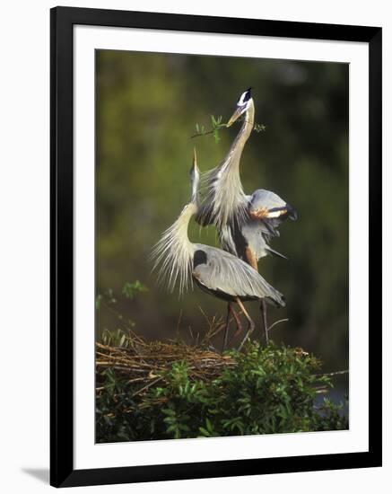 Great Blue Herons in Courtship Display at the Venice Rookery, South Venice, Florida, USA-Arthur Morris-Framed Photographic Print