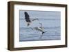 Great Blue Herons, Skirmish-Ken Archer-Framed Photographic Print