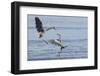 Great Blue Herons, Skirmish-Ken Archer-Framed Photographic Print
