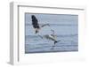 Great Blue Herons, Skirmish-Ken Archer-Framed Photographic Print