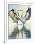 Great Blue Herons-Max Hayslette-Framed Giclee Print