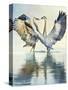 Great Blue Herons-Max Hayslette-Stretched Canvas