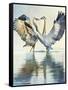 Great Blue Herons-Max Hayslette-Framed Stretched Canvas