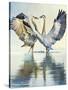 Great Blue Herons-Max Hayslette-Stretched Canvas