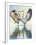 Great Blue Herons-Max Hayslette-Framed Giclee Print