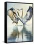 Great Blue Herons-Max Hayslette-Framed Stretched Canvas