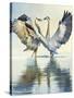 Great Blue Herons-Max Hayslette-Stretched Canvas