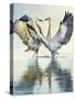 Great Blue Herons-Max Hayslette-Stretched Canvas