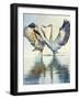 Great Blue Herons-Max Hayslette-Framed Premium Giclee Print