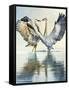 Great Blue Herons-Max Hayslette-Framed Stretched Canvas