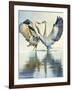 Great Blue Herons-Max Hayslette-Framed Giclee Print