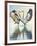 Great Blue Herons-Max Hayslette-Framed Giclee Print