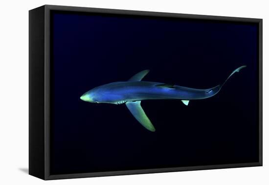 Great Blue Shark (Prionace Glauca), Dorsal View Against Dark Water-Nuno Sa-Framed Stretched Canvas
