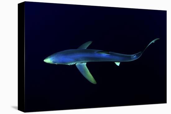 Great Blue Shark (Prionace Glauca), Dorsal View Against Dark Water-Nuno Sa-Stretched Canvas