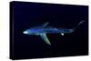 Great Blue Shark (Prionace Glauca), Dorsal View Against Dark Water-Nuno Sa-Stretched Canvas