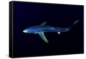 Great Blue Shark (Prionace Glauca), Dorsal View Against Dark Water-Nuno Sa-Framed Stretched Canvas