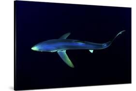 Great Blue Shark (Prionace Glauca), Dorsal View Against Dark Water-Nuno Sa-Stretched Canvas