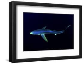 Great Blue Shark (Prionace Glauca), Dorsal View Against Dark Water-Nuno Sa-Framed Photographic Print