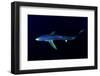 Great Blue Shark (Prionace Glauca), Dorsal View Against Dark Water-Nuno Sa-Framed Photographic Print