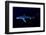 Great Blue Shark (Prionace Glauca), Dorsal View Against Dark Water-Nuno Sa-Framed Photographic Print