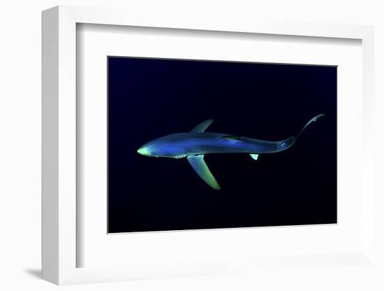 Great Blue Shark (Prionace Glauca), Dorsal View Against Dark Water-Nuno Sa-Framed Photographic Print