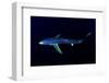 Great Blue Shark (Prionace Glauca), Dorsal View Against Dark Water-Nuno Sa-Framed Photographic Print