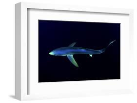 Great Blue Shark (Prionace Glauca), Dorsal View Against Dark Water-Nuno Sa-Framed Photographic Print