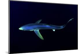 Great Blue Shark (Prionace Glauca), Dorsal View Against Dark Water-Nuno Sa-Mounted Photographic Print