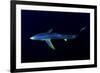 Great Blue Shark (Prionace Glauca), Dorsal View Against Dark Water-Nuno Sa-Framed Photographic Print