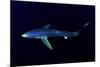 Great Blue Shark (Prionace Glauca), Dorsal View Against Dark Water-Nuno Sa-Mounted Photographic Print